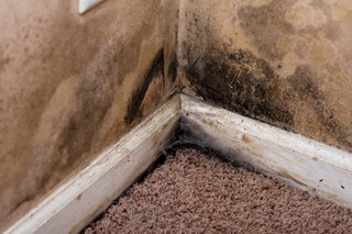 Water Intrusion Can Cause Mold